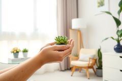 Hands gently holding a small succulent plant indoors. A bright, airy living room setting with natural light, featuring a chair, table, and other potted plants. Focus on greenery and a calming, minimalist aesthetic.