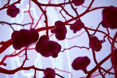 This image depicts a close-up view of blood vessels, likely from the circulatory system. The vascular structure is prominent with intricate networks of red cells and capillaries. The background has a purple hue which highlights the veins' complexity and texture.