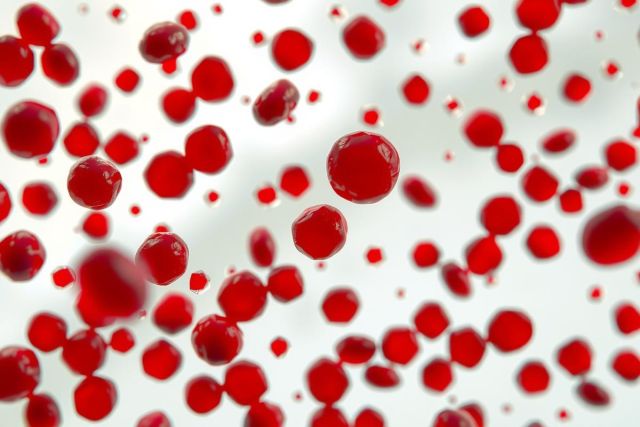 The image displays a cluster of red blood cells against a gray background. These cells appear to be circulating in the body, possibly within the bloodstream. The close-up view provides detailed visibility of the cell membrane and the hemoglobin within them that is responsible for carrying oxygen.
