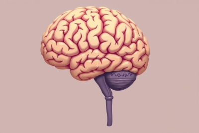 The image displays a 3D illustration of a human brain positioned above a spine. The brain is shaded in yellow, showing the various lobes and gyri characteristic of its structure. The spine is depicted with a realistic appearance, complete with vertebrae and nerves extending from it. This image likely represents a medical or educational context, focusing on anatomy and neurological systems.
