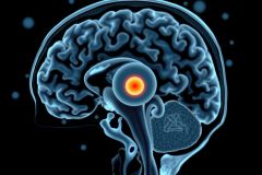 The image shows a detailed medical illustration of the human brain with an emphasis on the hypothalamus region. The depiction is in blue, highlighting the different parts of the brain, including the amygdala and corpus callosum.
